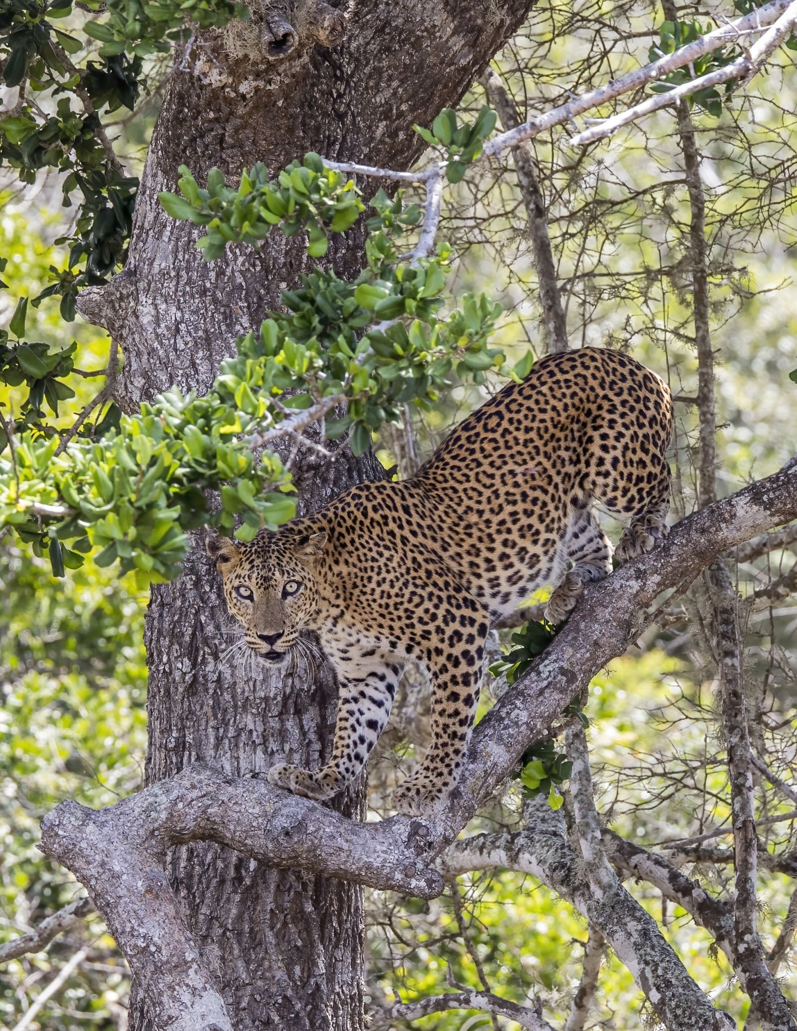 Leopards at Dawn: How to Actually See One in Yala